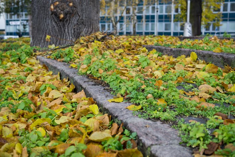 Autumn Leaf Removal in Ventura County, CA