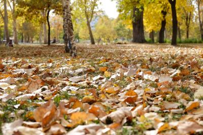 Autumn Leaf Removal in Ventura County, CA