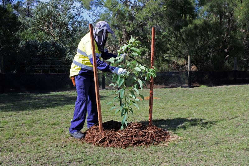 Cherry Tree Planting in Honolulu, HI