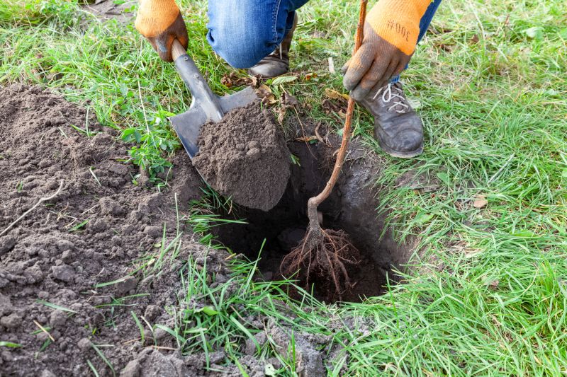 Dogwood Tree Planting in Ventura County, CA