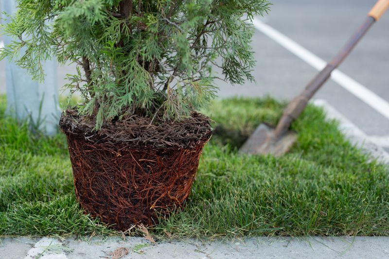Pear Tree Planting in Ventura County, CA
