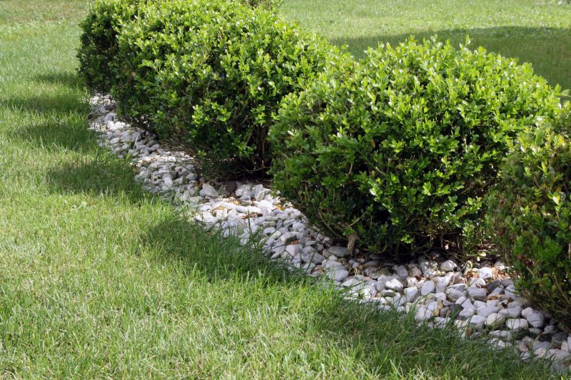 Privacy Hedge Planting in Ventura County, CA