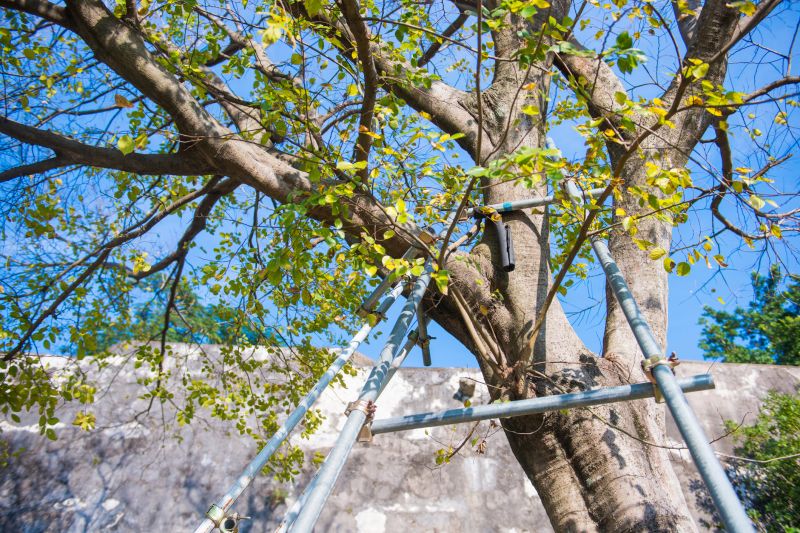 Tree Installation Service in Ventura County, CA