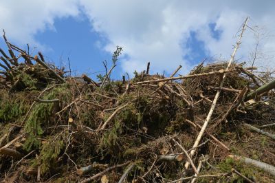 Prevent Insect and Rodent Infestations